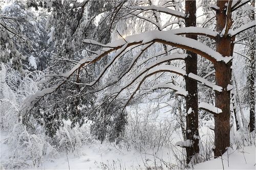 Декабрь - начало зимы.