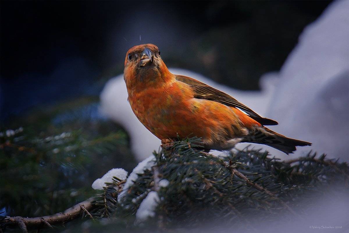 , Валерий Субачев