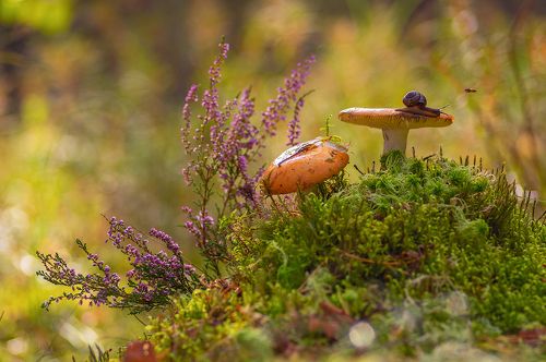 из жизни улиток и сыроежек