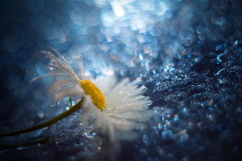 cold flower фото превью