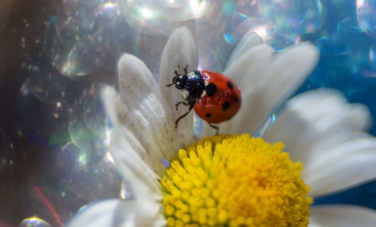 , Елена Вапняр