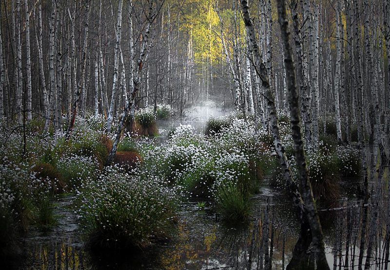 ... фото превью