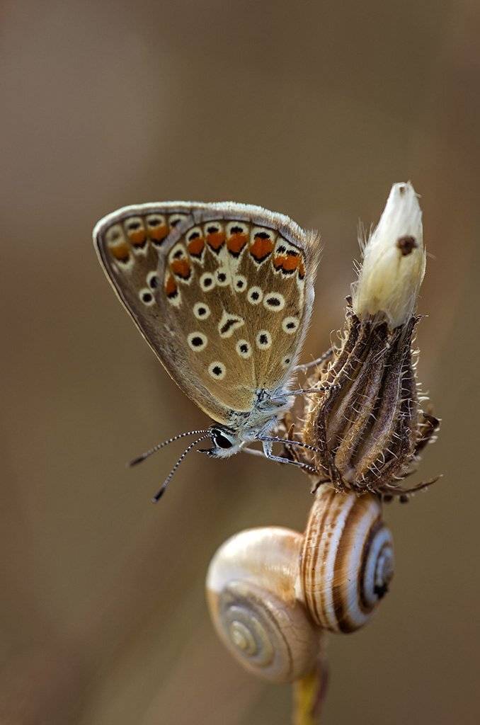 макро, насекомые, бабочки, голубянка, улитки, Александр Земляной