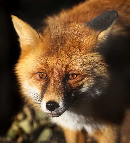 Fox