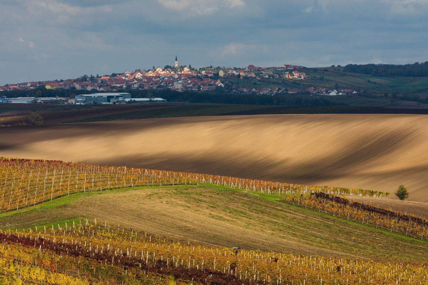 осень, моравия, виноград, поле, чехия, Марина Маликова