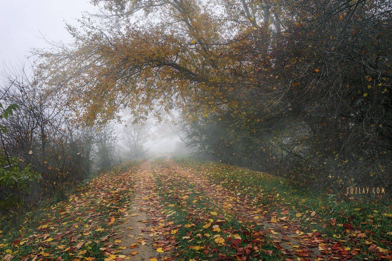 кубань, ноябрь, кубанские туманы, таманский полуостров, темрюк, Владимир Тузлай
