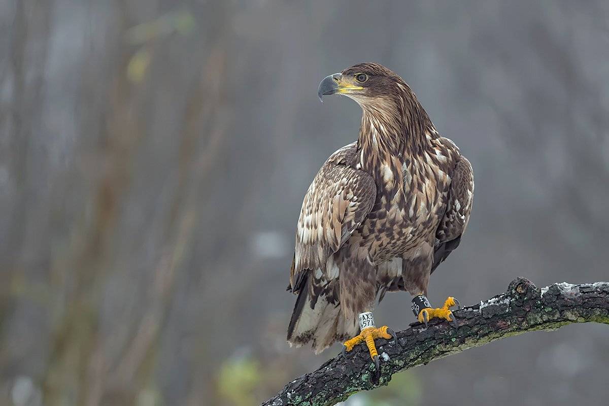 , Damian Kwasek