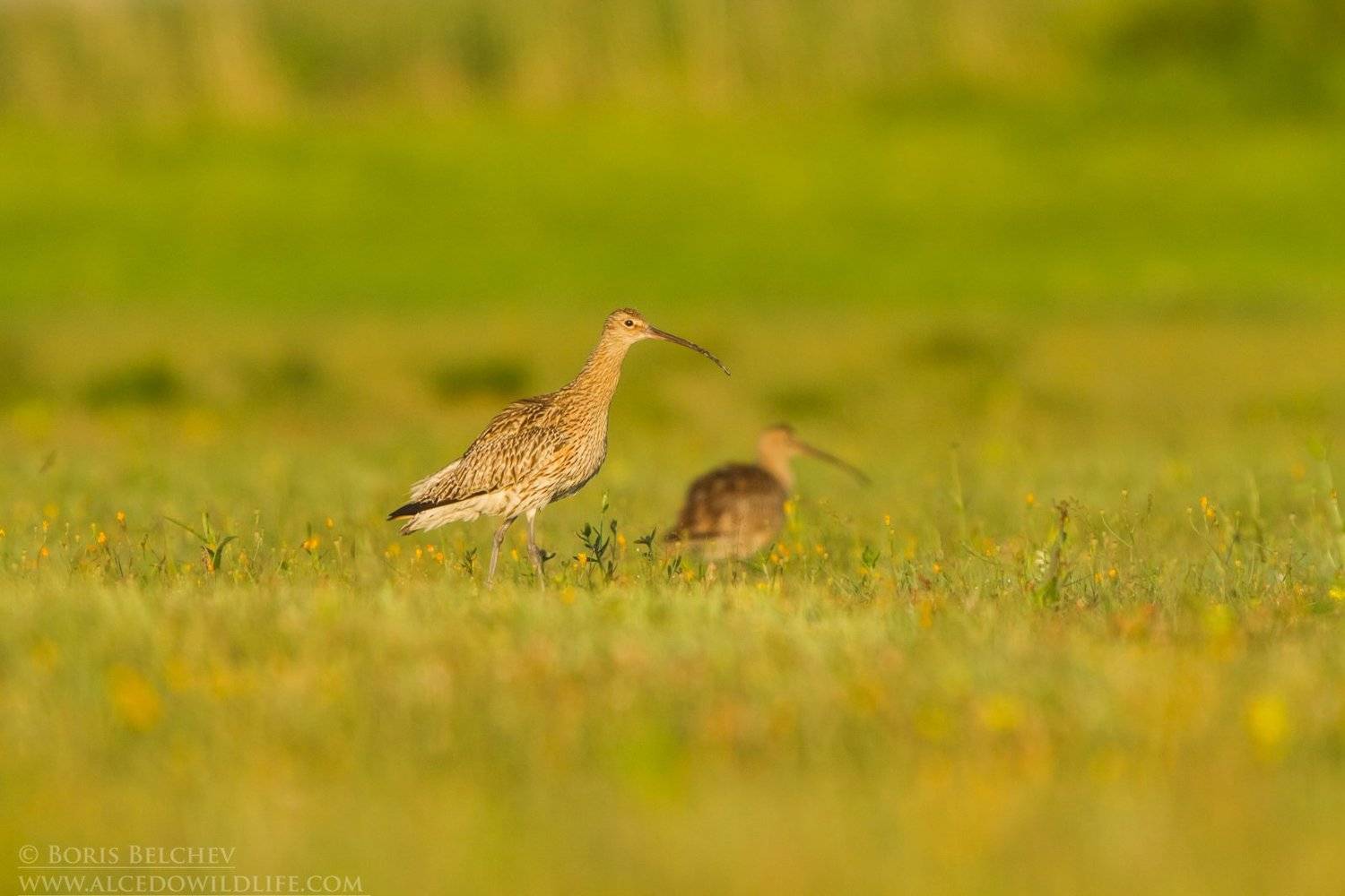 , Борис Белчев