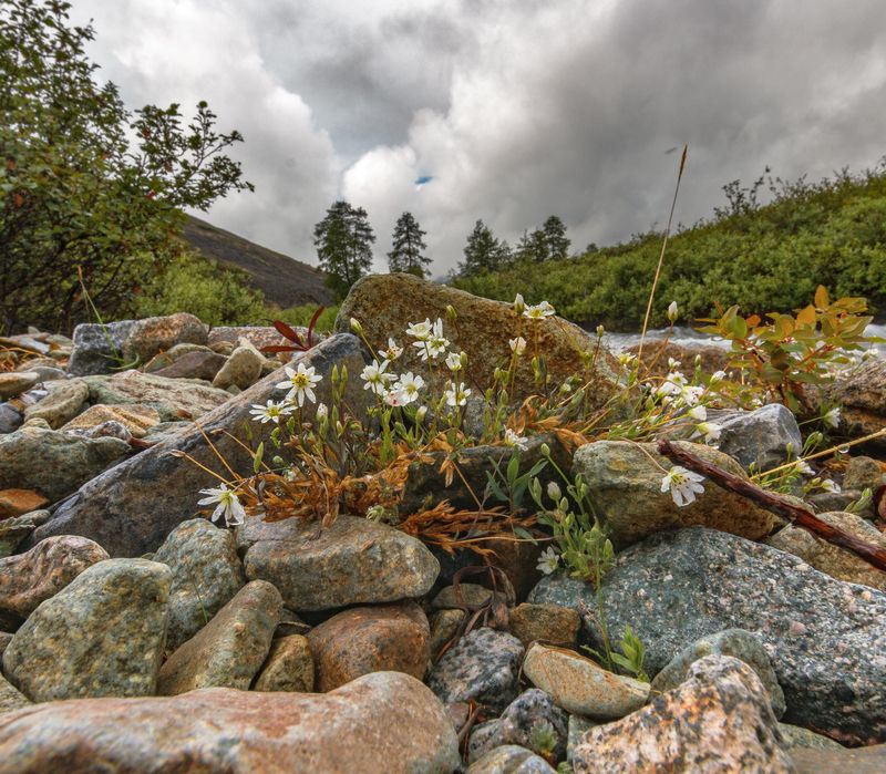 Камешки цветочки фото превью