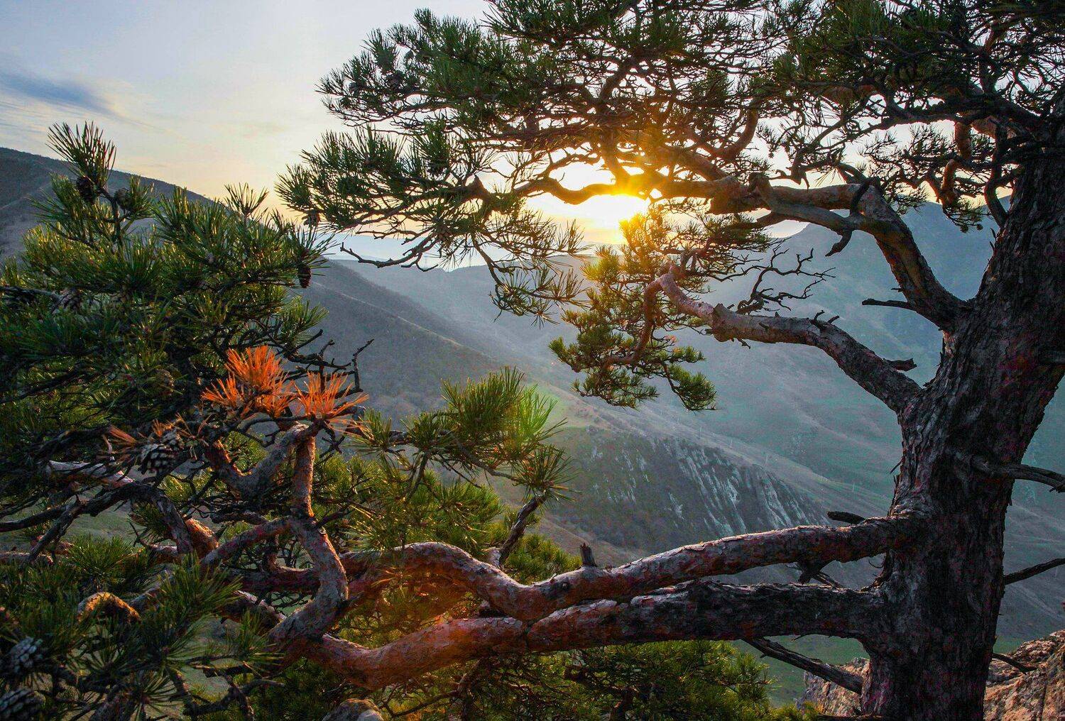 горы,осень,природа,дерево,сосна., Marat Magov