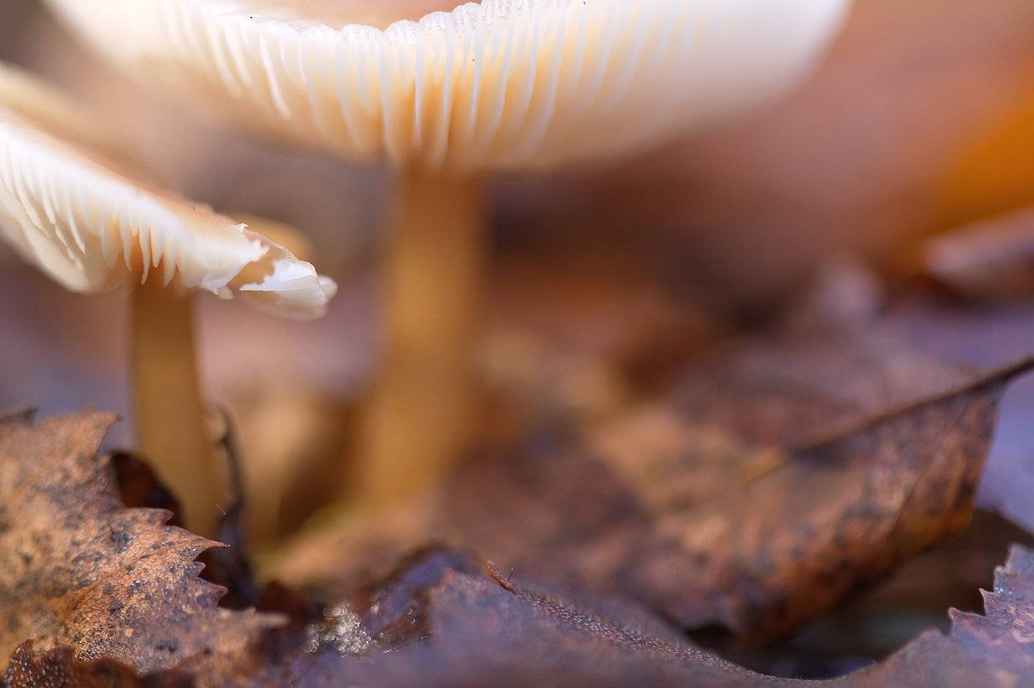 , Сергей Кузнецов