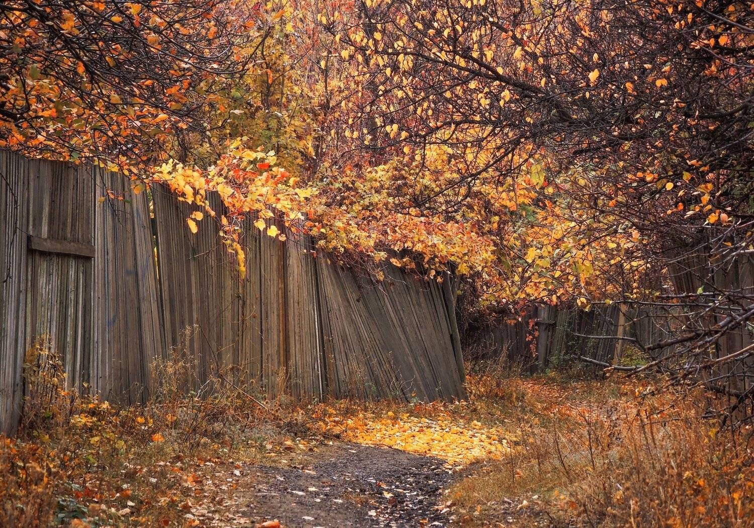 , Mihalych
