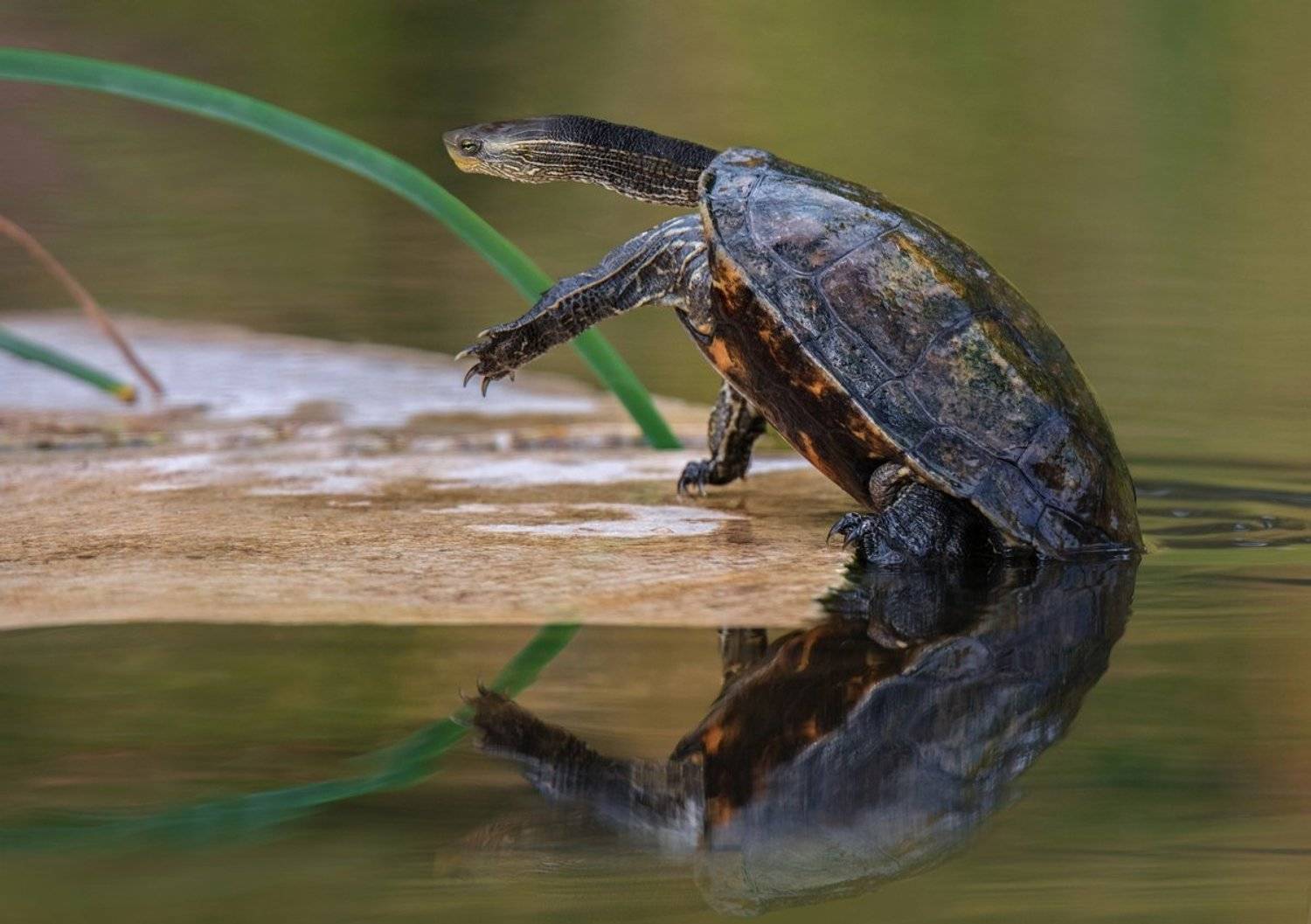 черепаха, Людмила Бекман