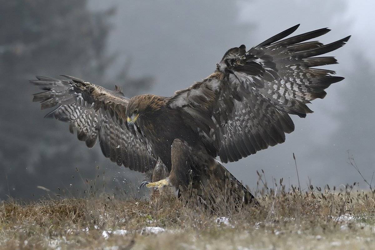 птицы birds, Jaroslav Mego