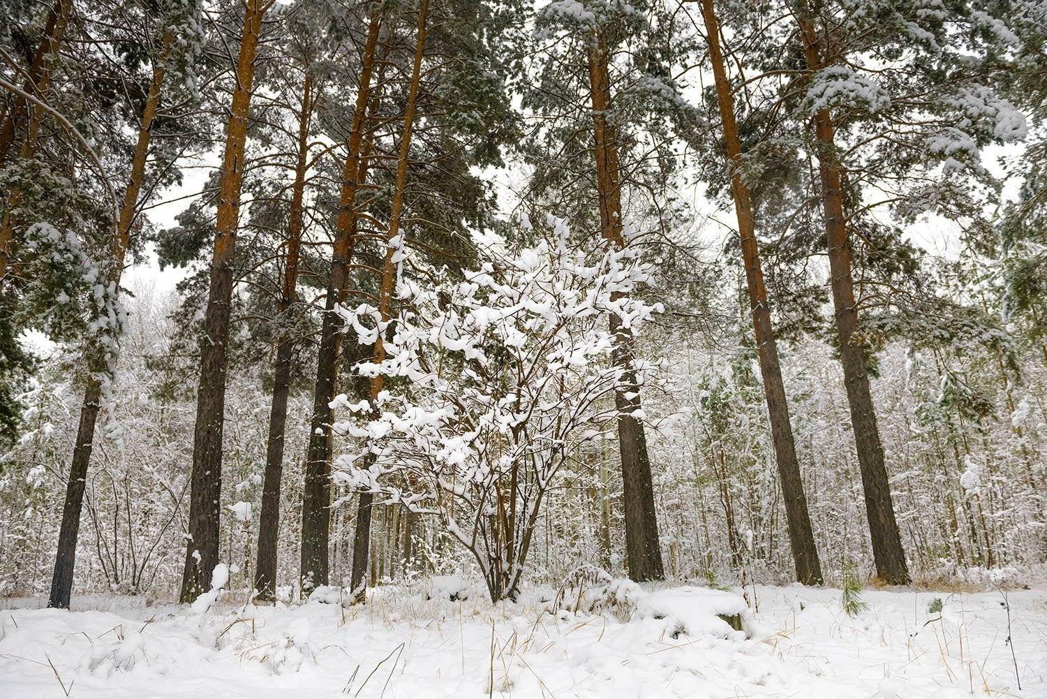 снег, Наиля Гарифуллина