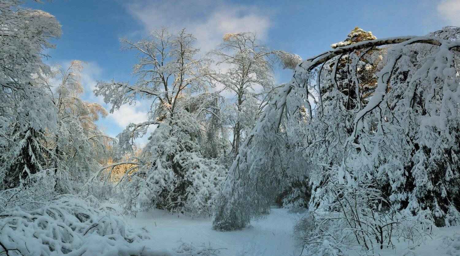 зимний лес, Сергей Седов