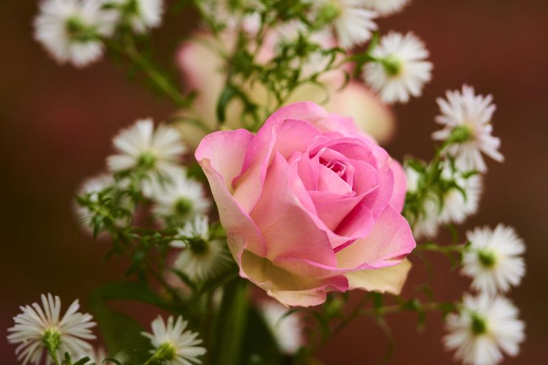 Роза фото превью