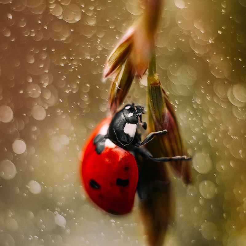 жук макро насекомые Coccinellidae фото превью