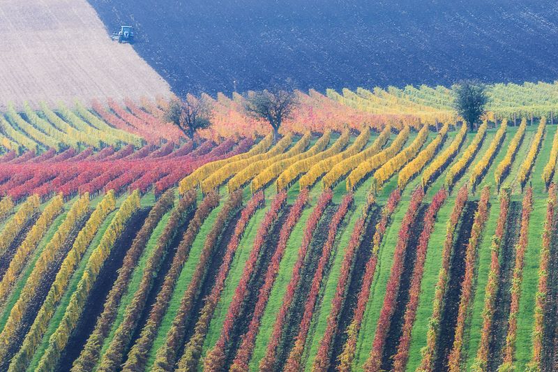 моравия, чехия, виноград, поля, трактор, осень Граффити фото превью