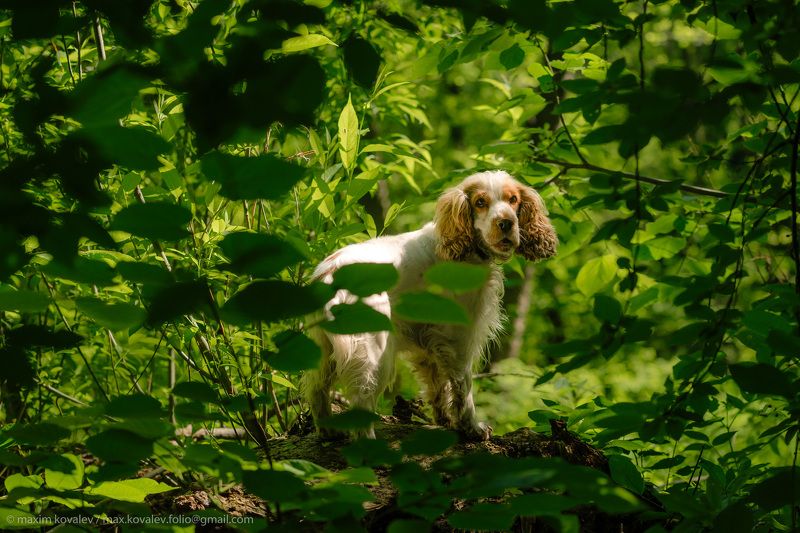 kuzminki, animal, dog, foliage, green, leaf, leaves, nature, park, plant, portrait, summer, white, кузьминки, белый, животное, зелёный, лето, лист, листва, листья, парк, портрет, природа, пёс, растение, собака, спаниель Хыщник фото превью