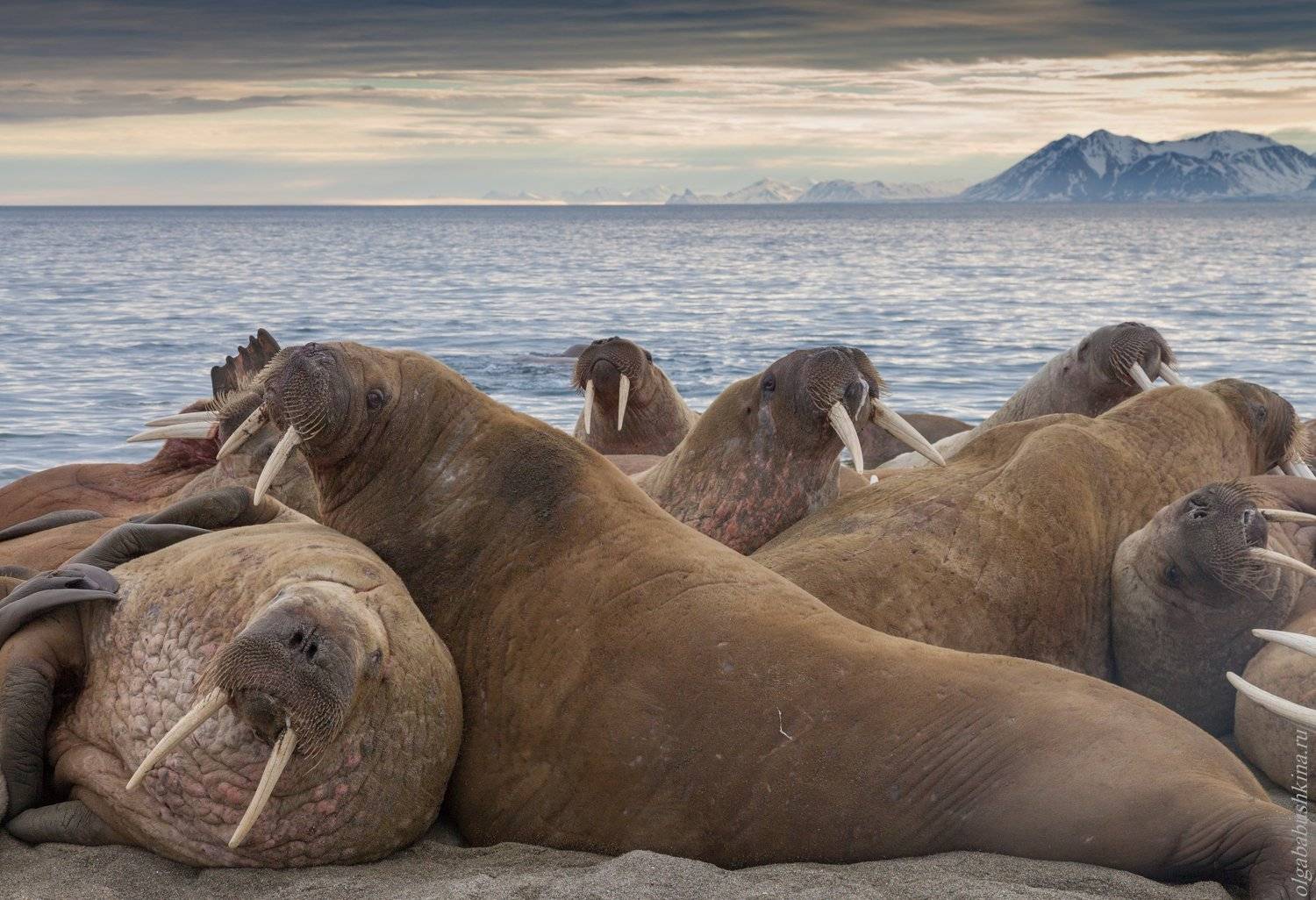 арктика, моржи, море, краснодар, шпицберген, Ольга Бабушкина