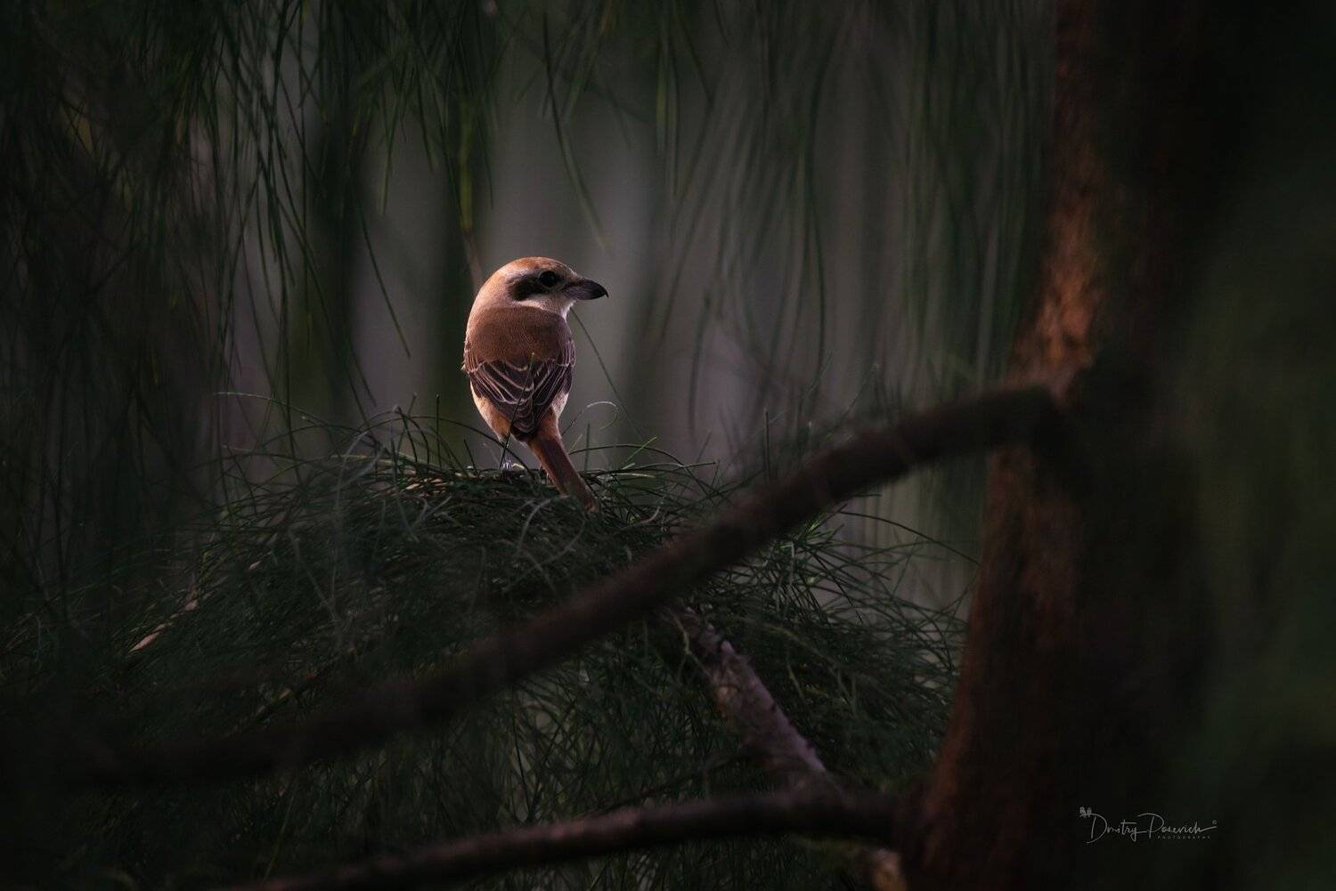 природа, животные, птицы, вьетнам, остров фукок, Дмитрий Посевич