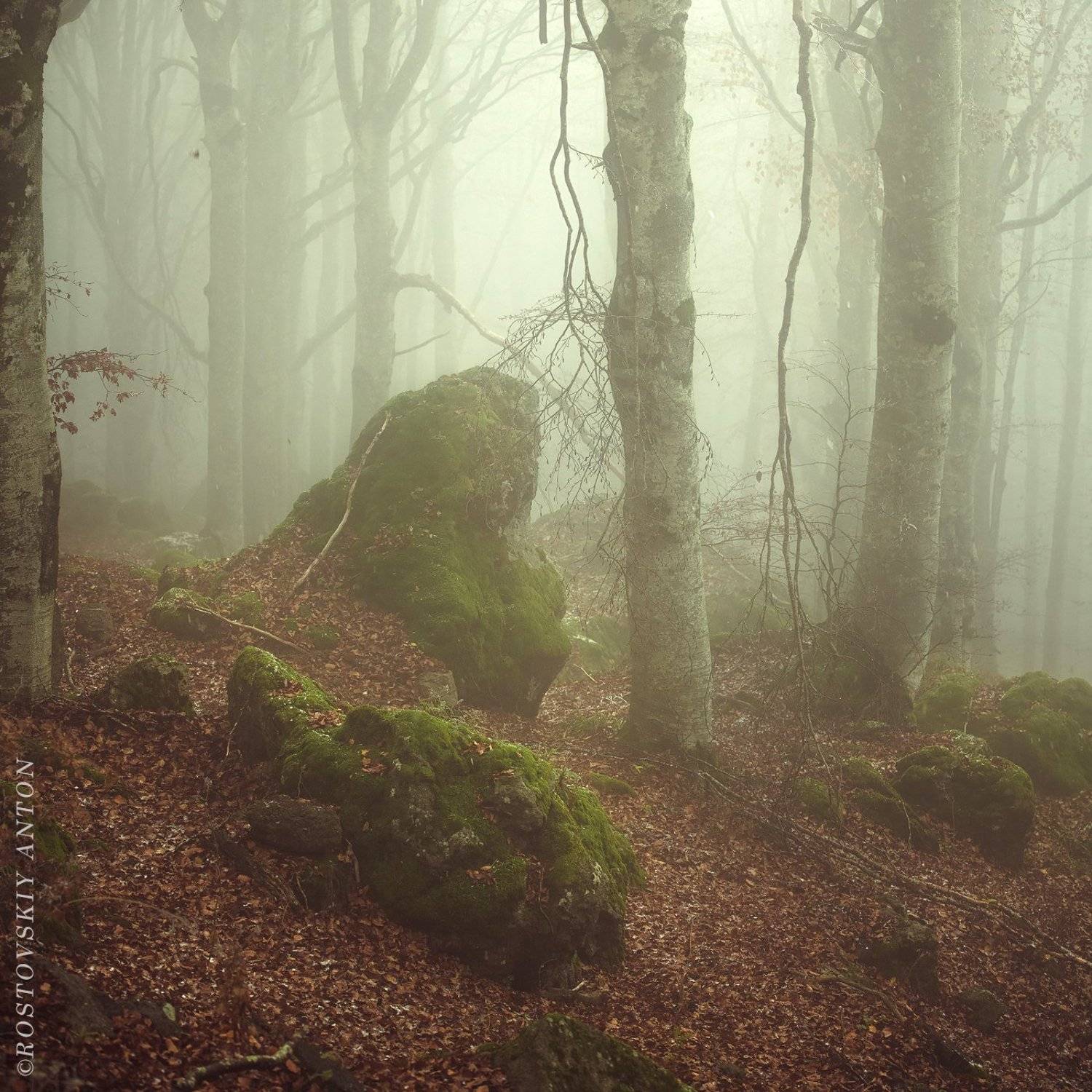лес, туман, Тоскана, Италия, мох, , Антон Ростовский