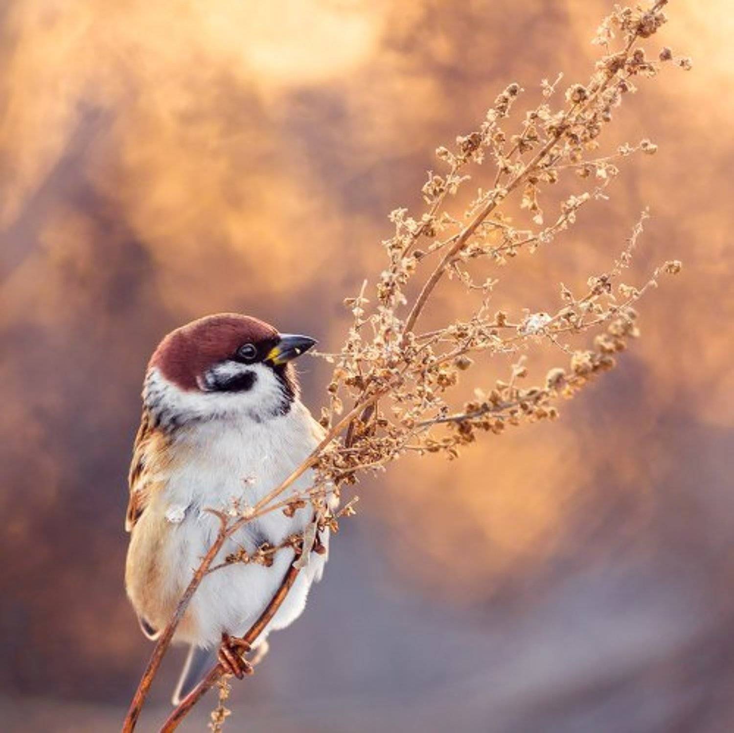 воробей полевой, животные, птицы, закат, golden light, tree sparrow, birds, animals, wildlife, nature, Emyan