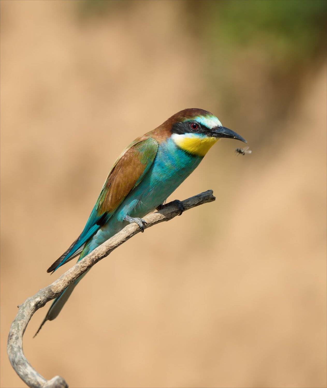 , Алексей Богорянов