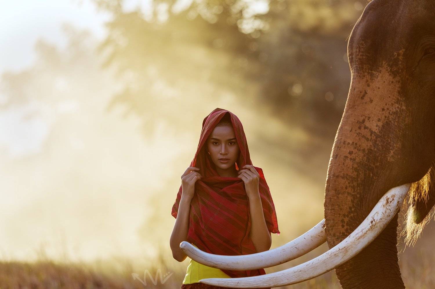elephant, portrait, thailand, woman, SUTIPOND SOMNAM