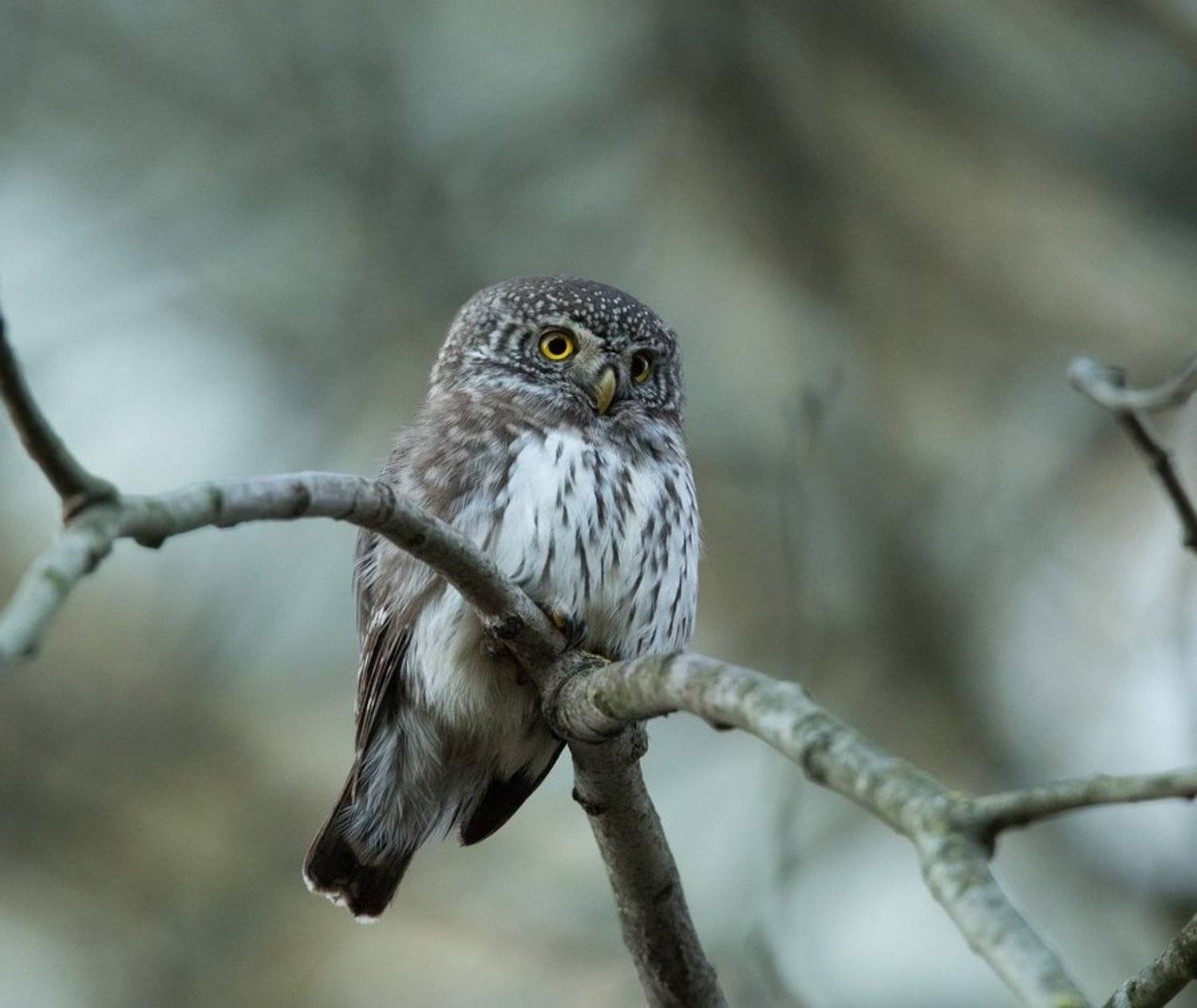 птицы, воробьиный сыч, сова, хищник,, Владимир Пакалевич
