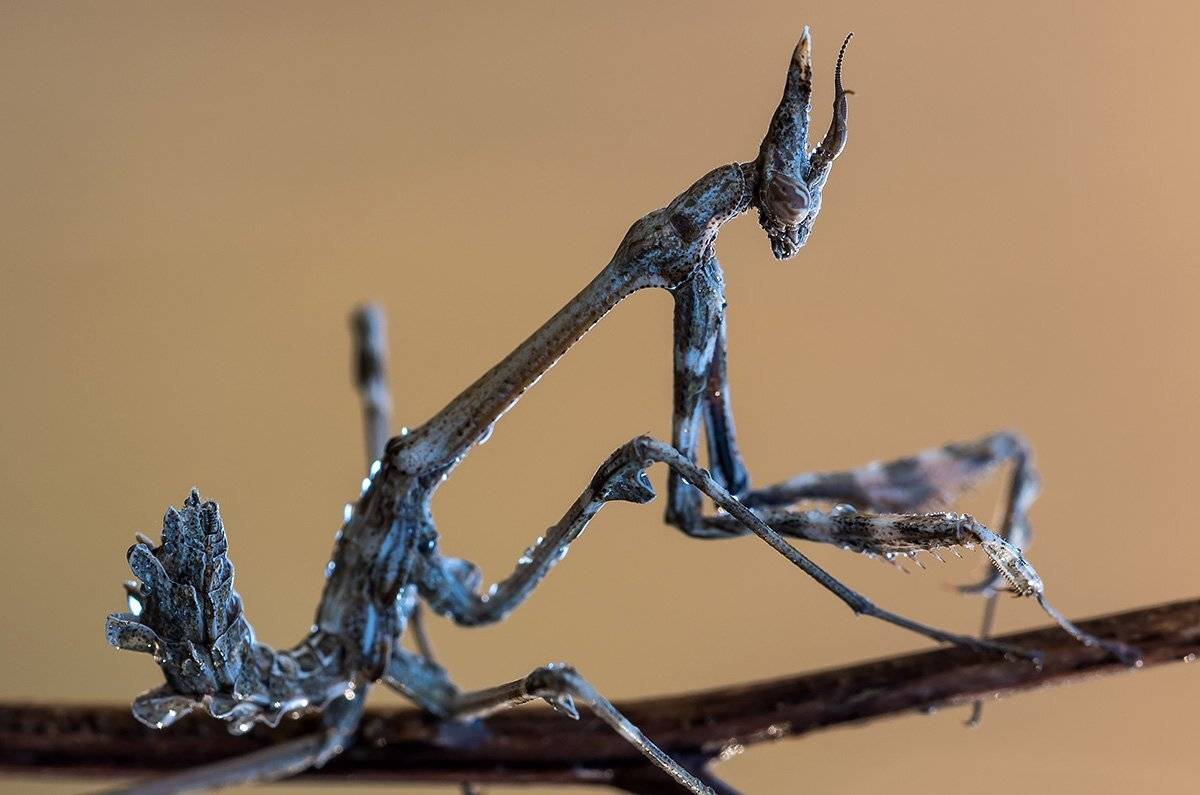 , Александр Земляной