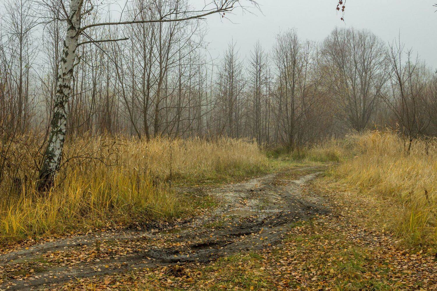 туман, осень, лужи, дорога, грязь, берёзы, Руслан Востриков