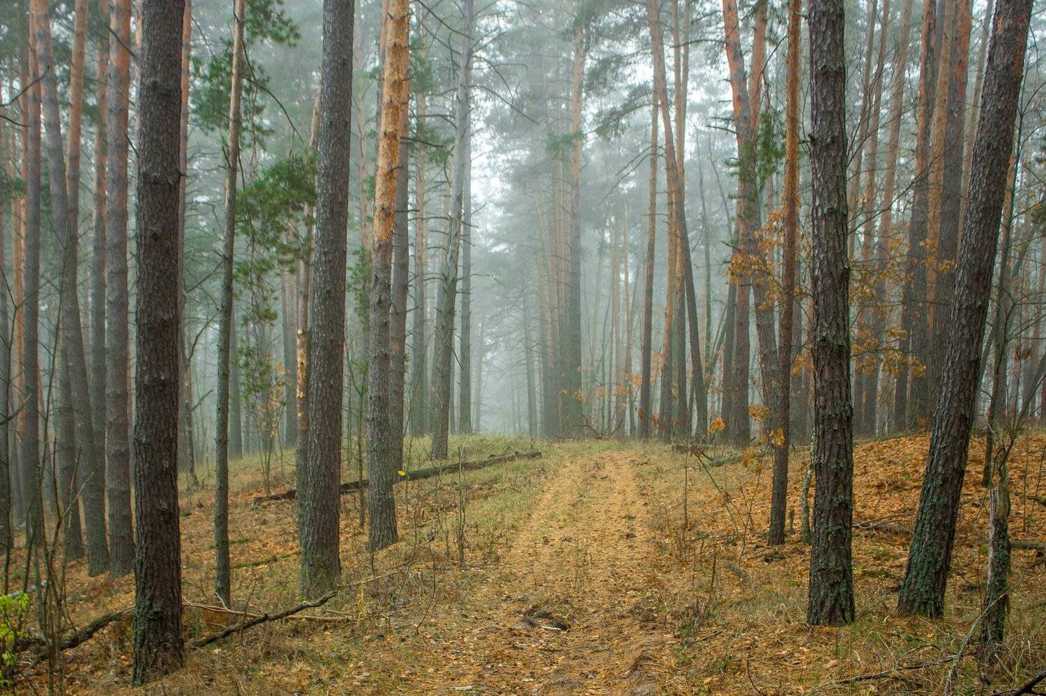 туман, осень, лес, заповедник, дорога, Руслан Востриков