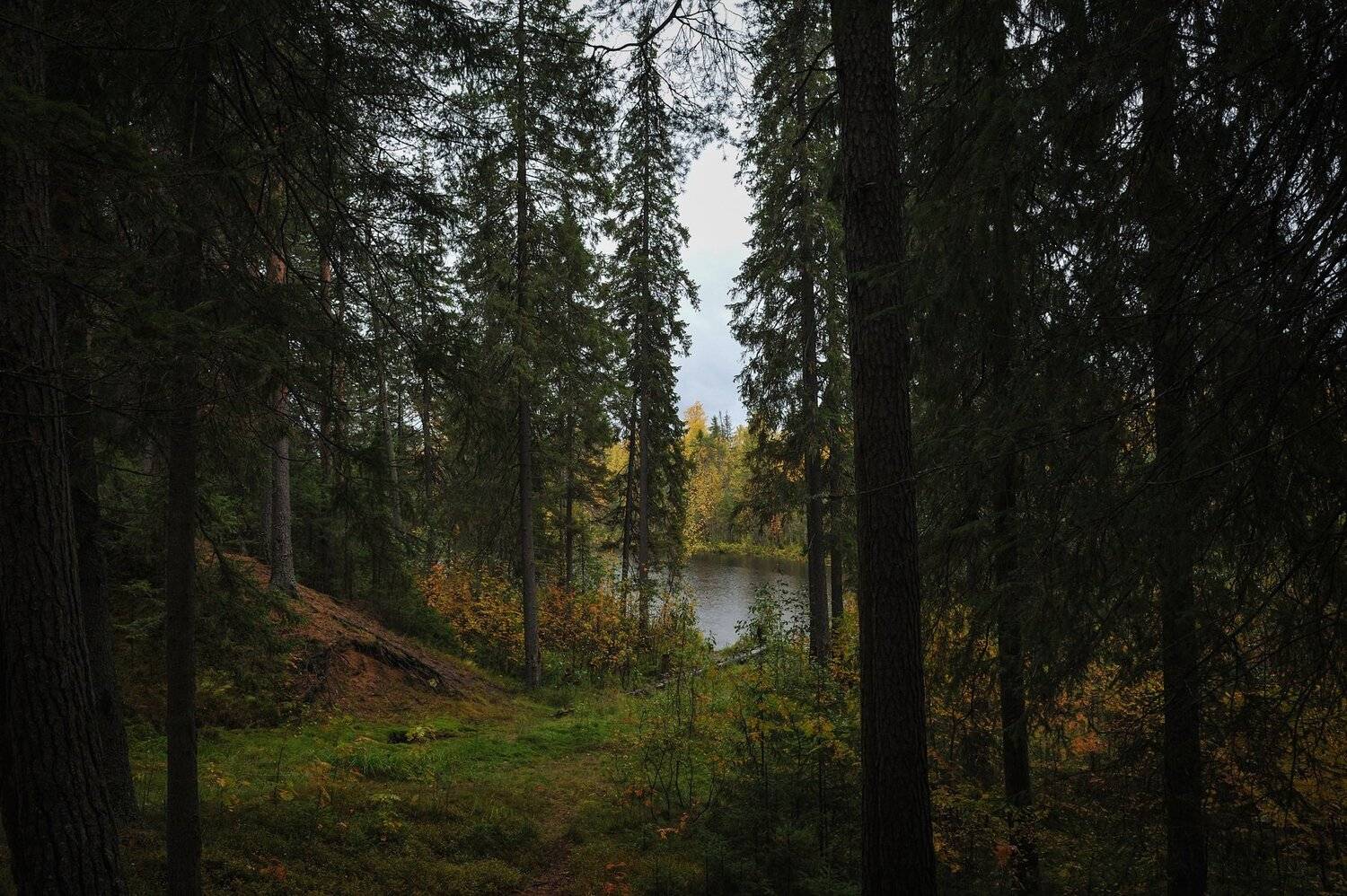 природа вода водоем озеро пруд растение растительность деревья пейзаж поверхность осень, Григорий Пиль