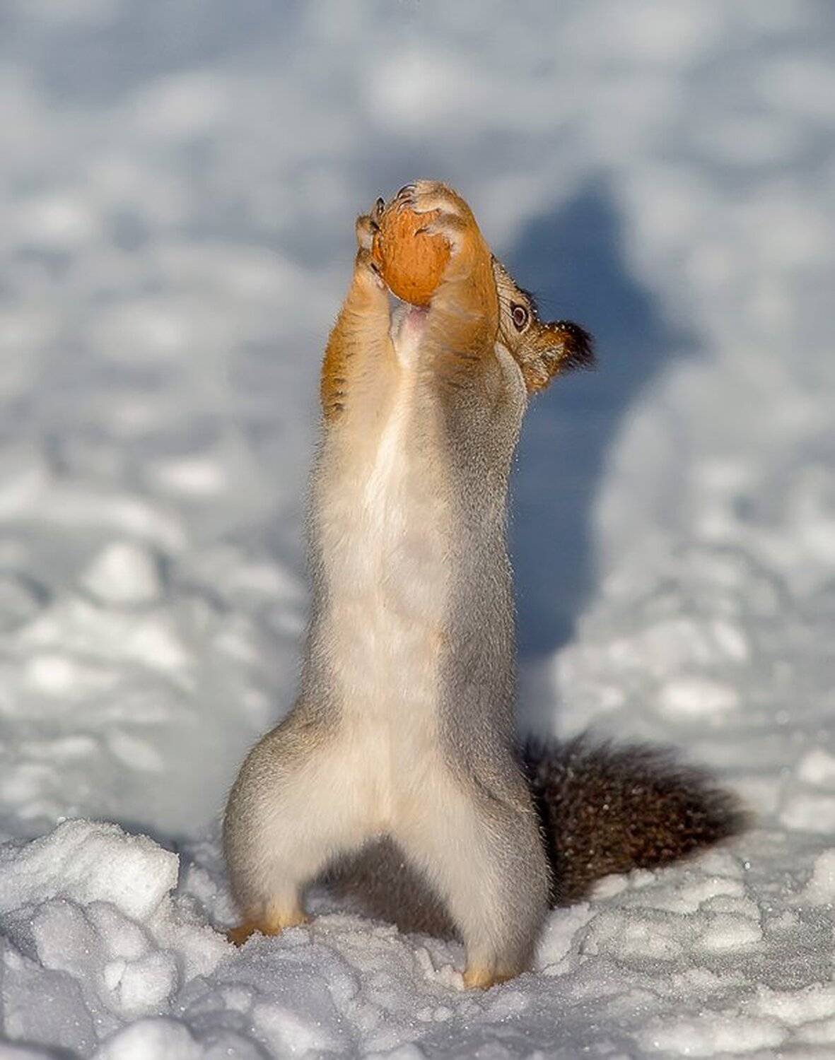 белка,белки,зима,север,природа,коми,животные,векша, Игорь Триер