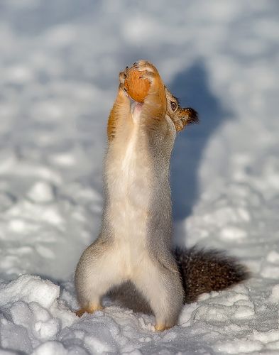 Белка-жадина