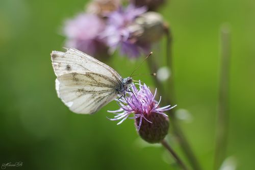 Гостьи цветка - бабочки