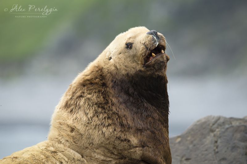 Портрет старого сивуча фото превью