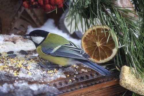 Птичий ресторан