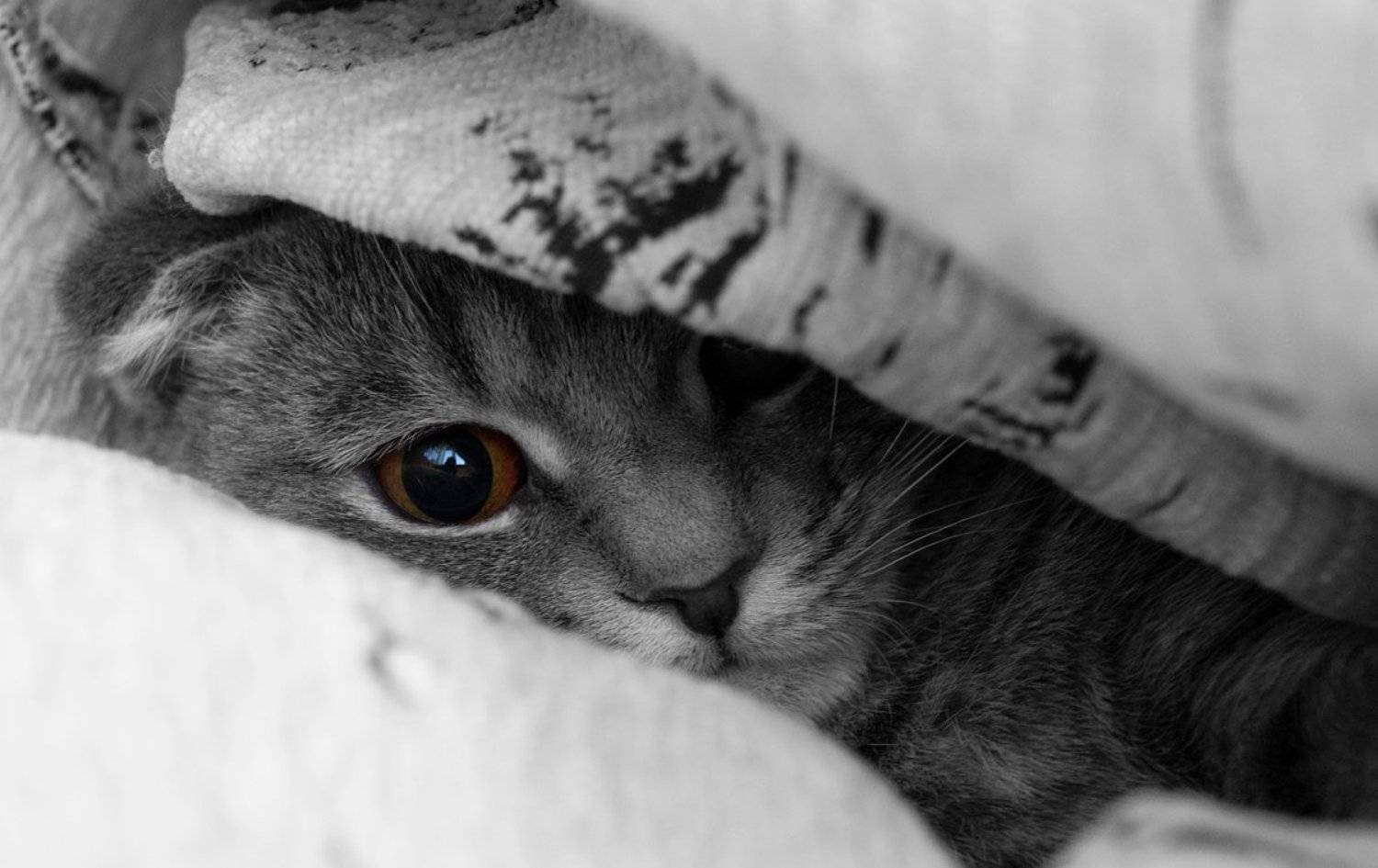 кошки, Куликова Ирина