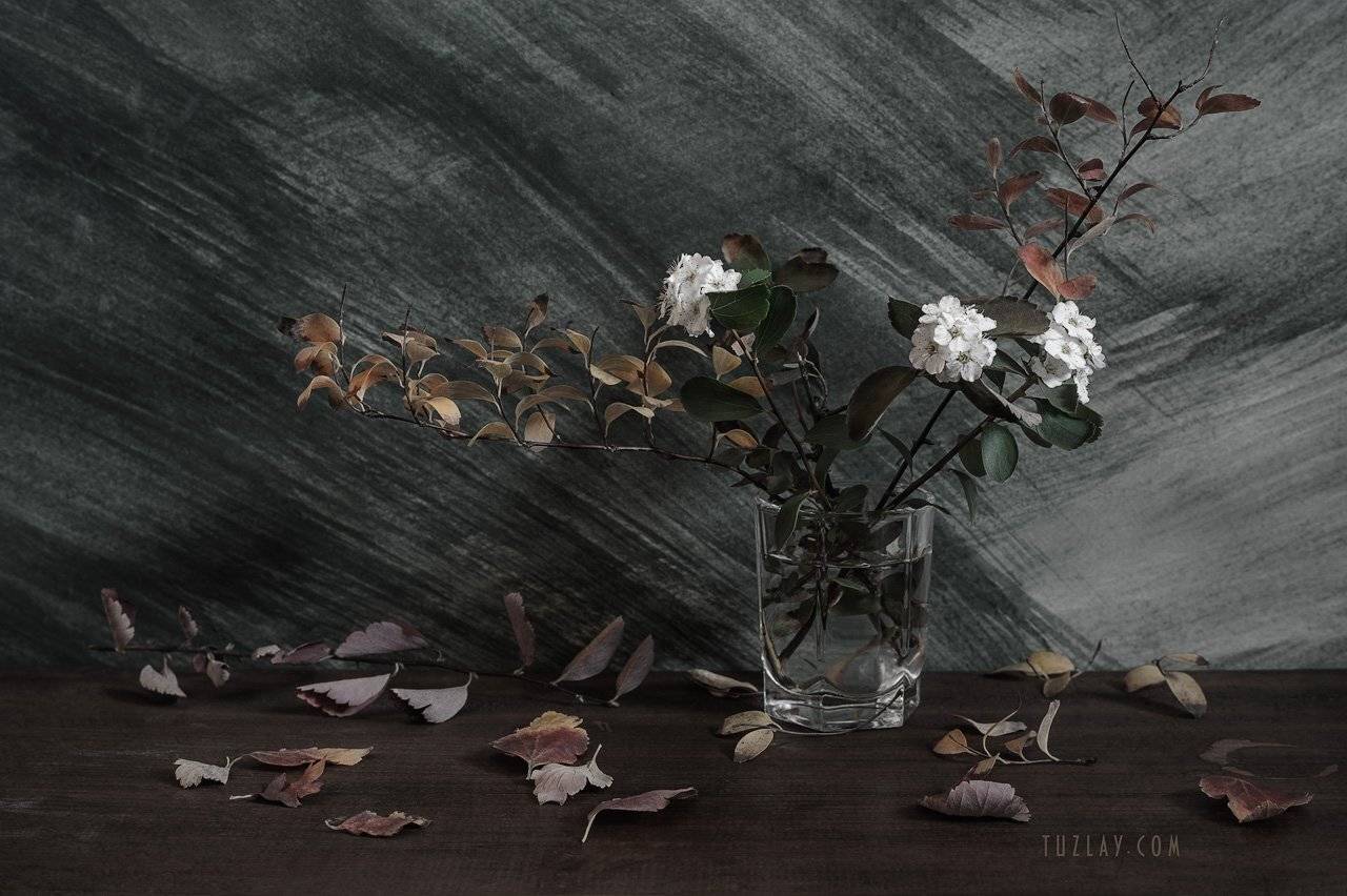 спирея, осень, спирея в ноябре, Владимир Тузлай