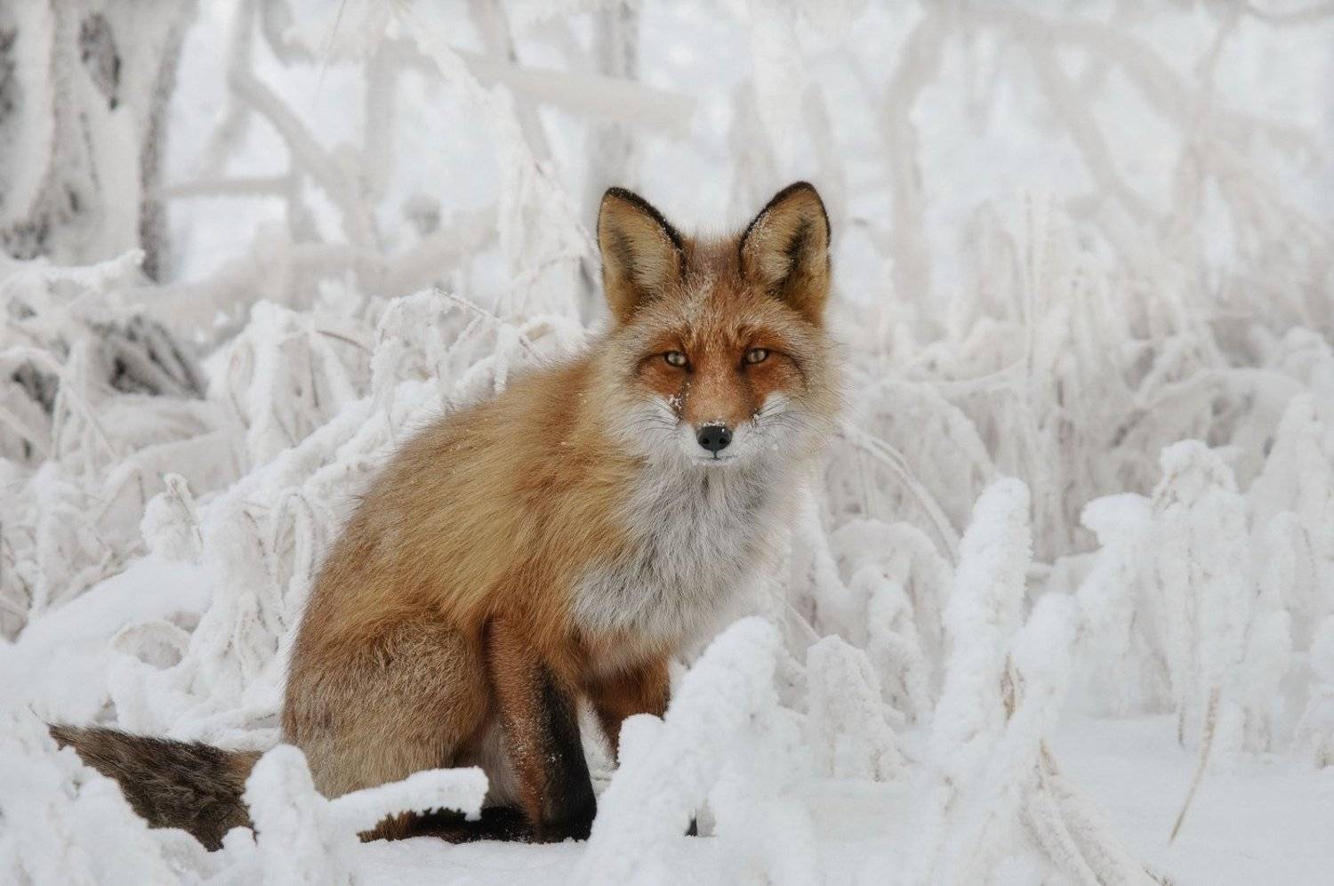 лис. зима. о. татышев., Марина Фомина
