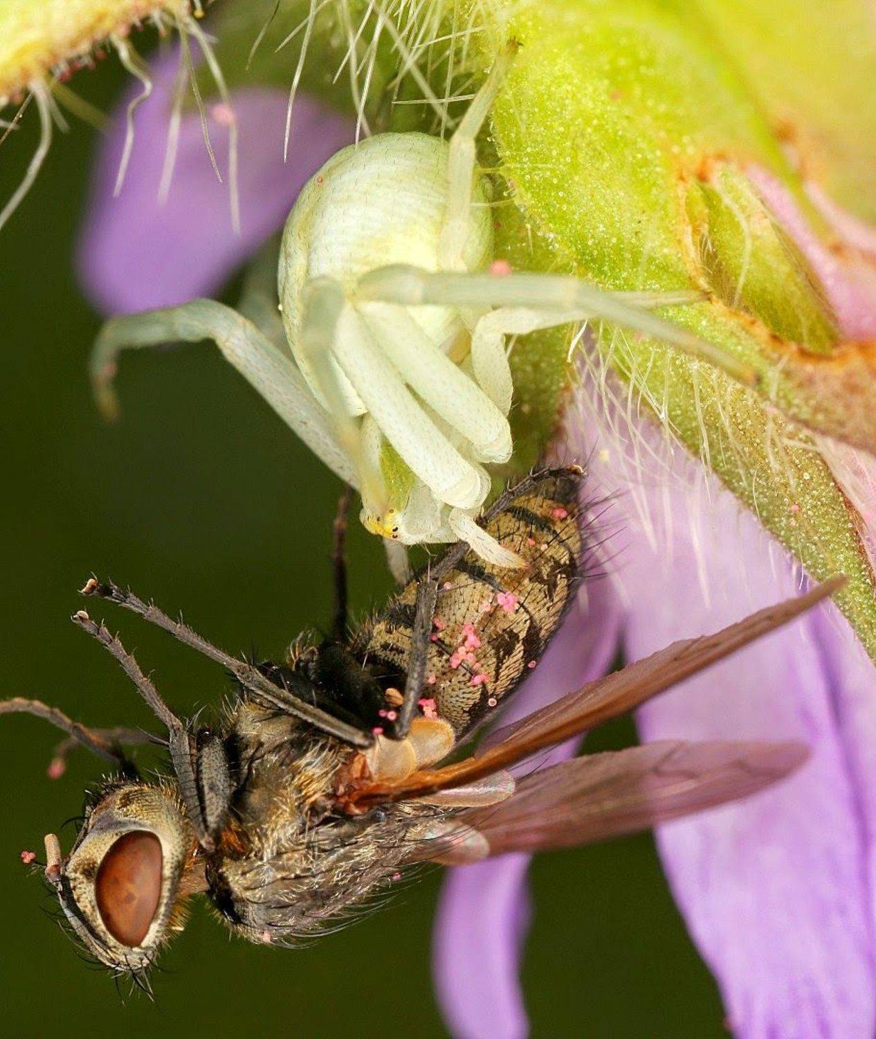 паук,муха., Александр Зорин