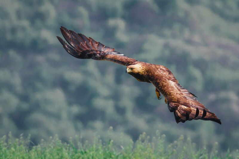орел ( golden eagle )