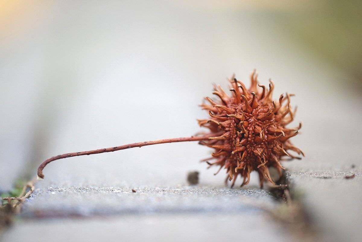 , Александр Земляной