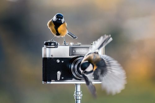 Bird photographer
