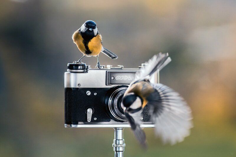 Bird photographer