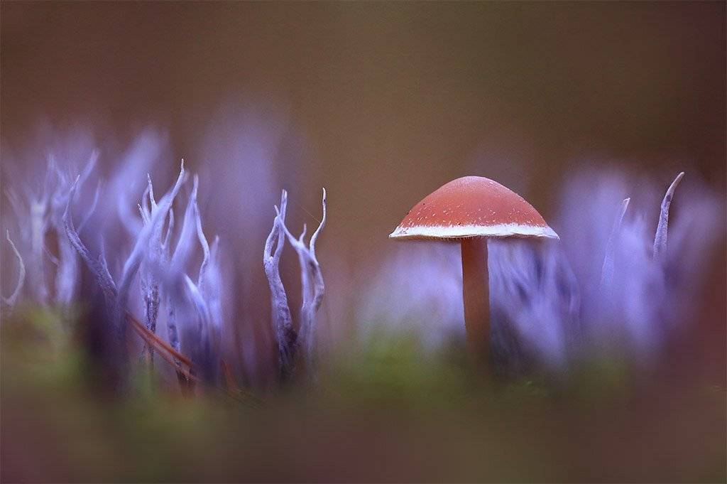 лес., Viktor Schneider