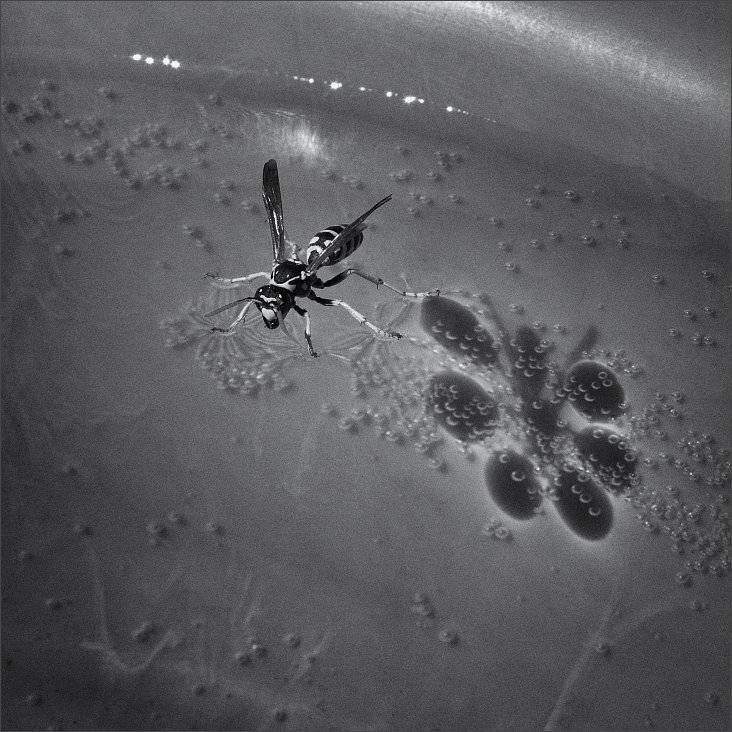 , Сергей Фудиненко